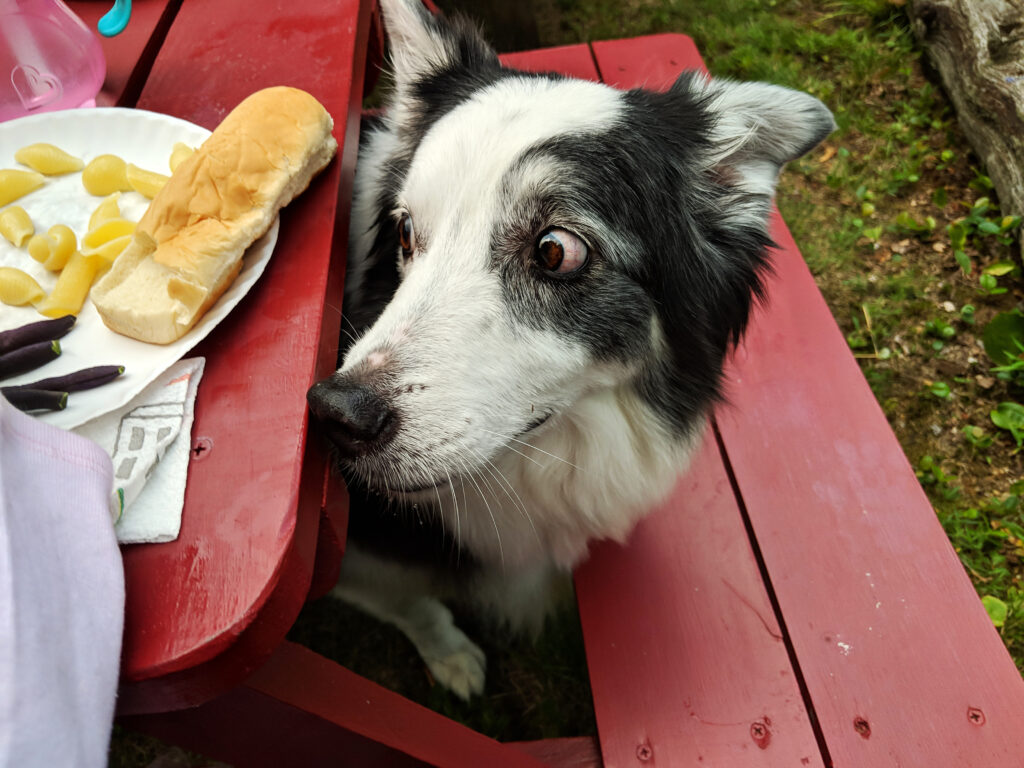 dog bbq safety