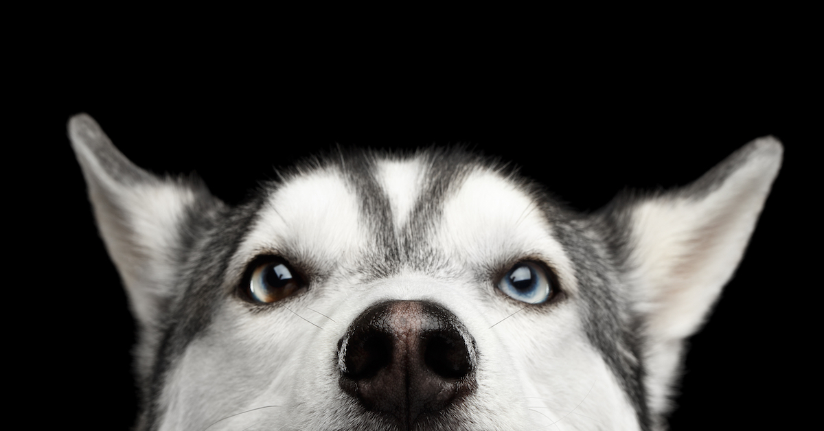 How Much Does Cherry Eye Surgery Cost? 2024 Guide