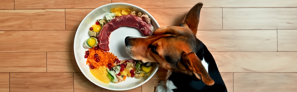 deep dive into dog diets