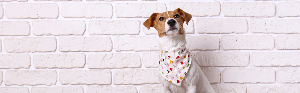 dog cooling bandana