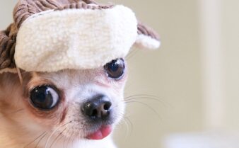 Hat with dog on sales it