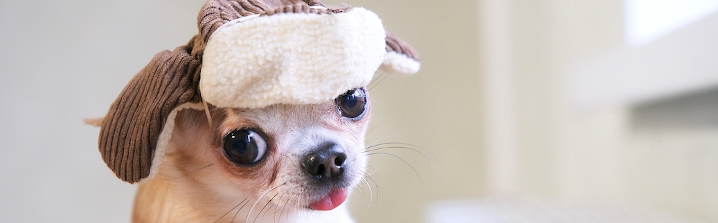 dog hat