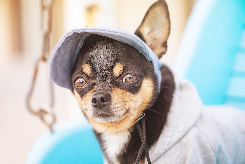 Dog Bucket Hat - Lemonade