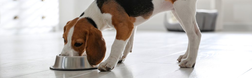 6 signs your dog needs probiotics