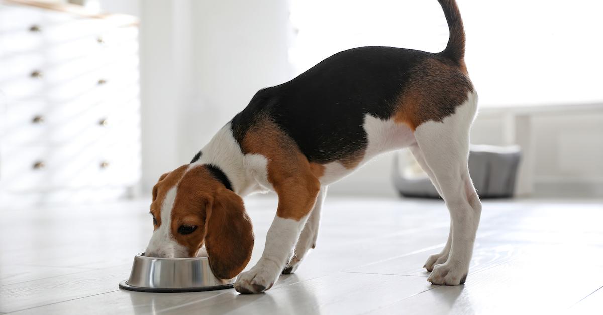 6 Signs Your Dog Needs Probiotics • Lemonade Pet