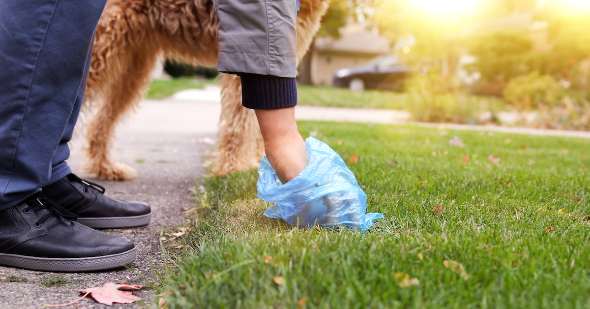 Environmentally friendly way to pick up dog poop online