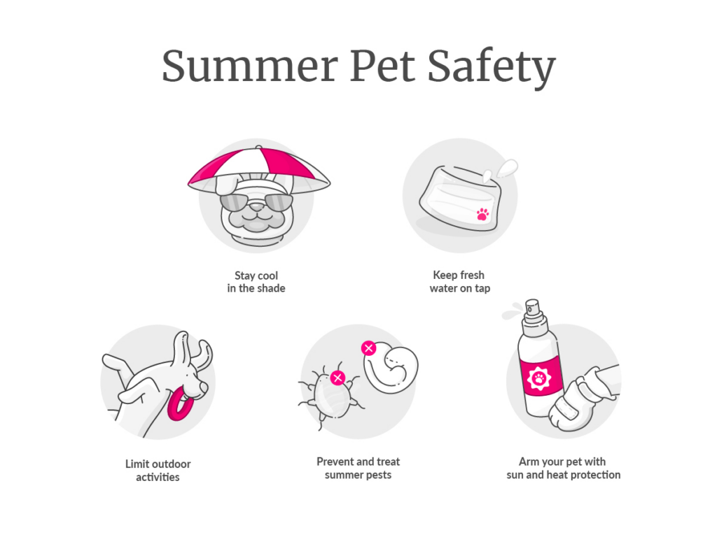 summer pet safety