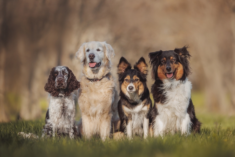 How Accurate are Dog DNA Tests? - Lemonade Pet