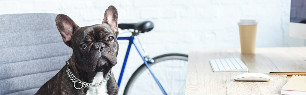 french bulldog pet insurance