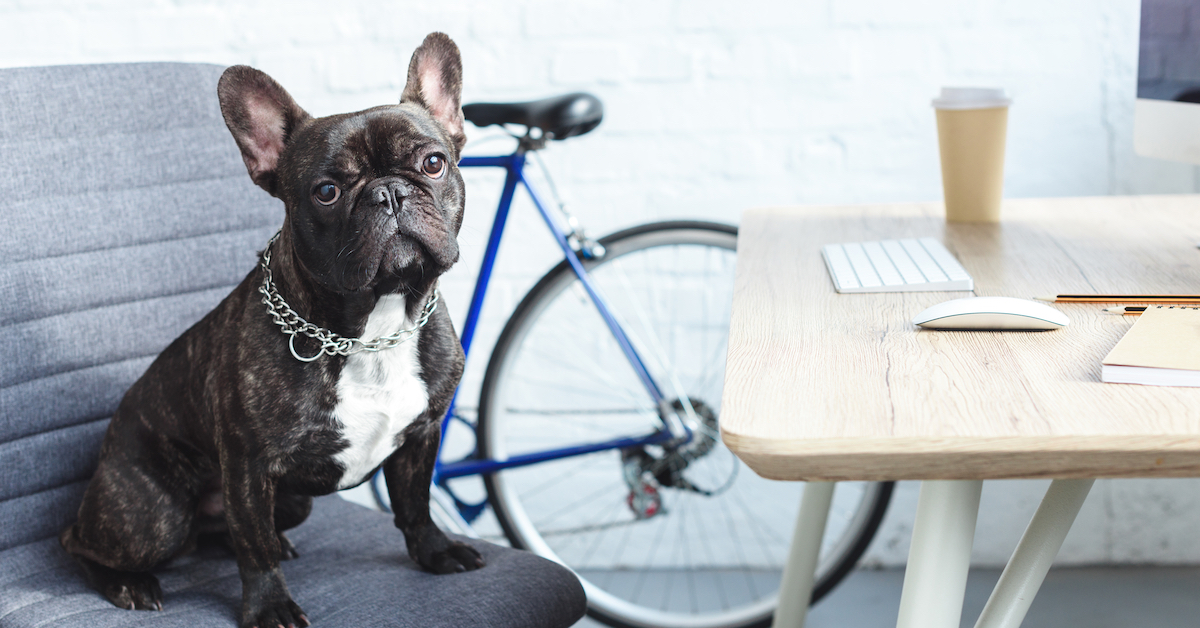 French Bulldog Pet Insurance Lemonade Pet