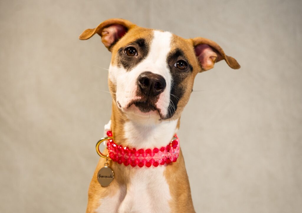 Dolly Pawton in her fashionable Susan Alexandra collar.