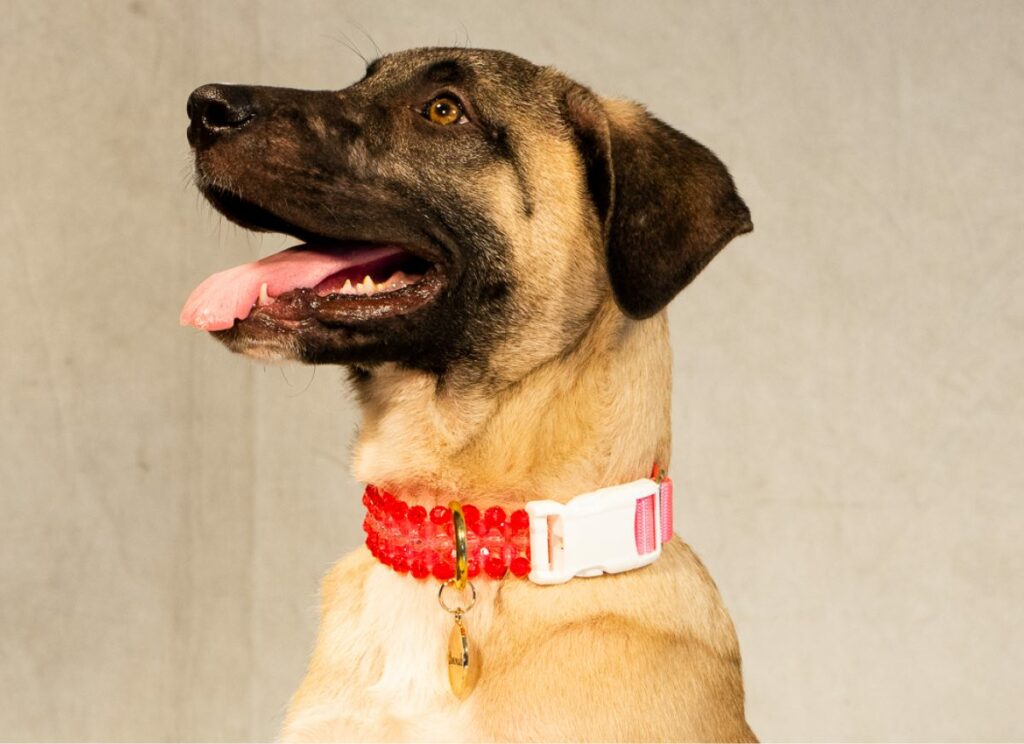 Rescue dog Jim shows off his new Susan Alexandra collar.