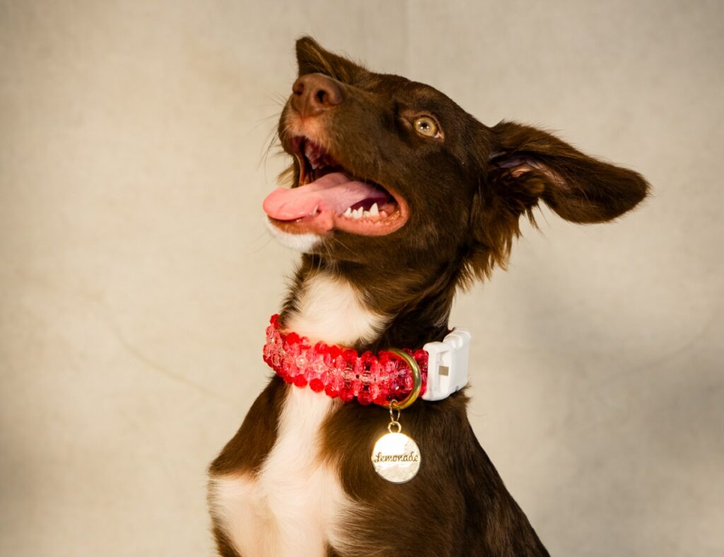 Mable Mora wears a bright pink collar made by Susan Alexandra.