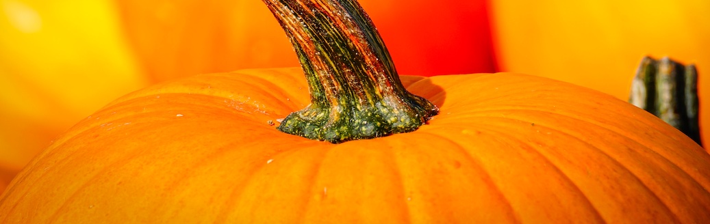 The holiday season brings pumpkin spice latte fever.