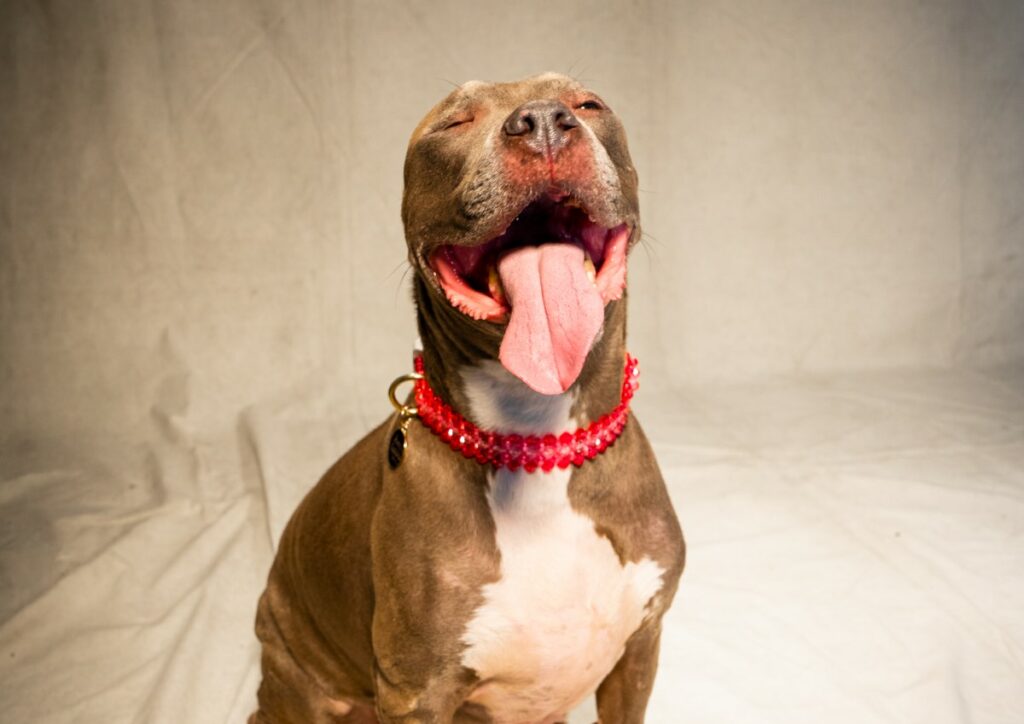 The rescue dog Prince Caspian yawns while wearing his new collar.