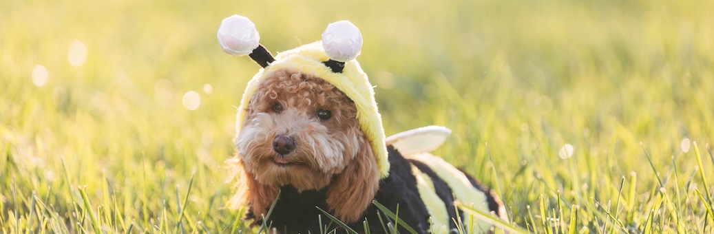 dog halloween safety