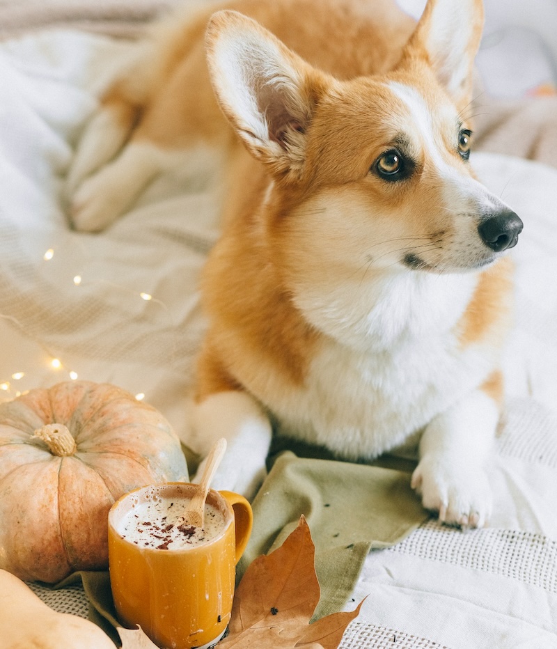 Dogs can't drink human-style Pumpkin Spice Lattes.