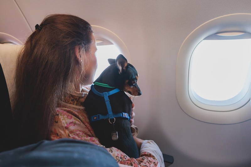 fly with dog