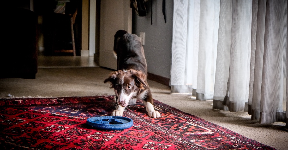 Orthopedic Conditions in Dogs Lemonade Pet