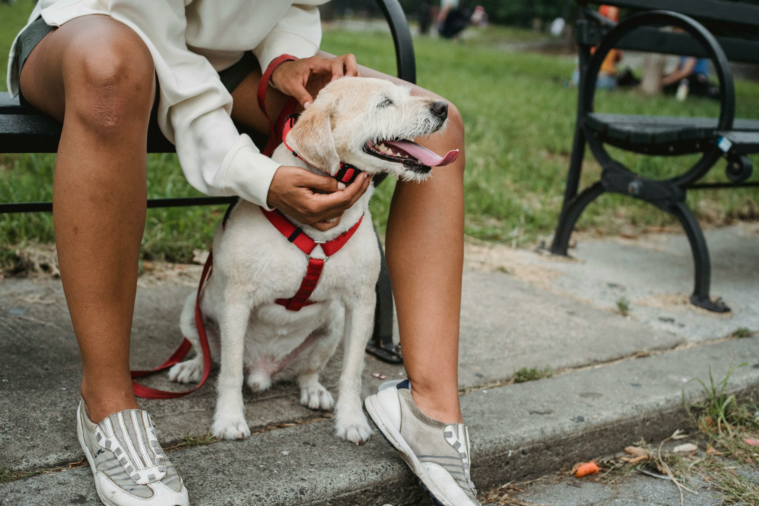 Augusta-Richmond County pet insurance