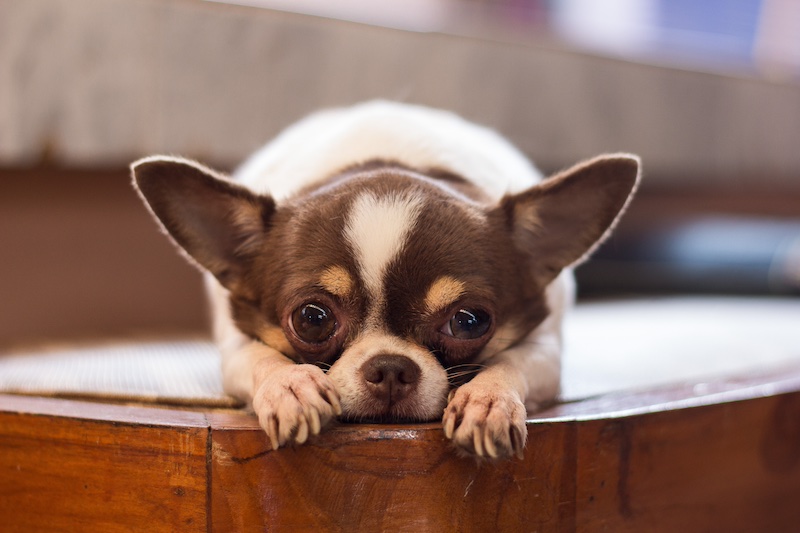 #6 most suitable for seniors: Chihuahua