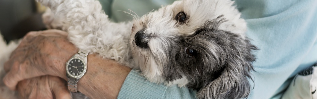 The best dog breeds for seniors