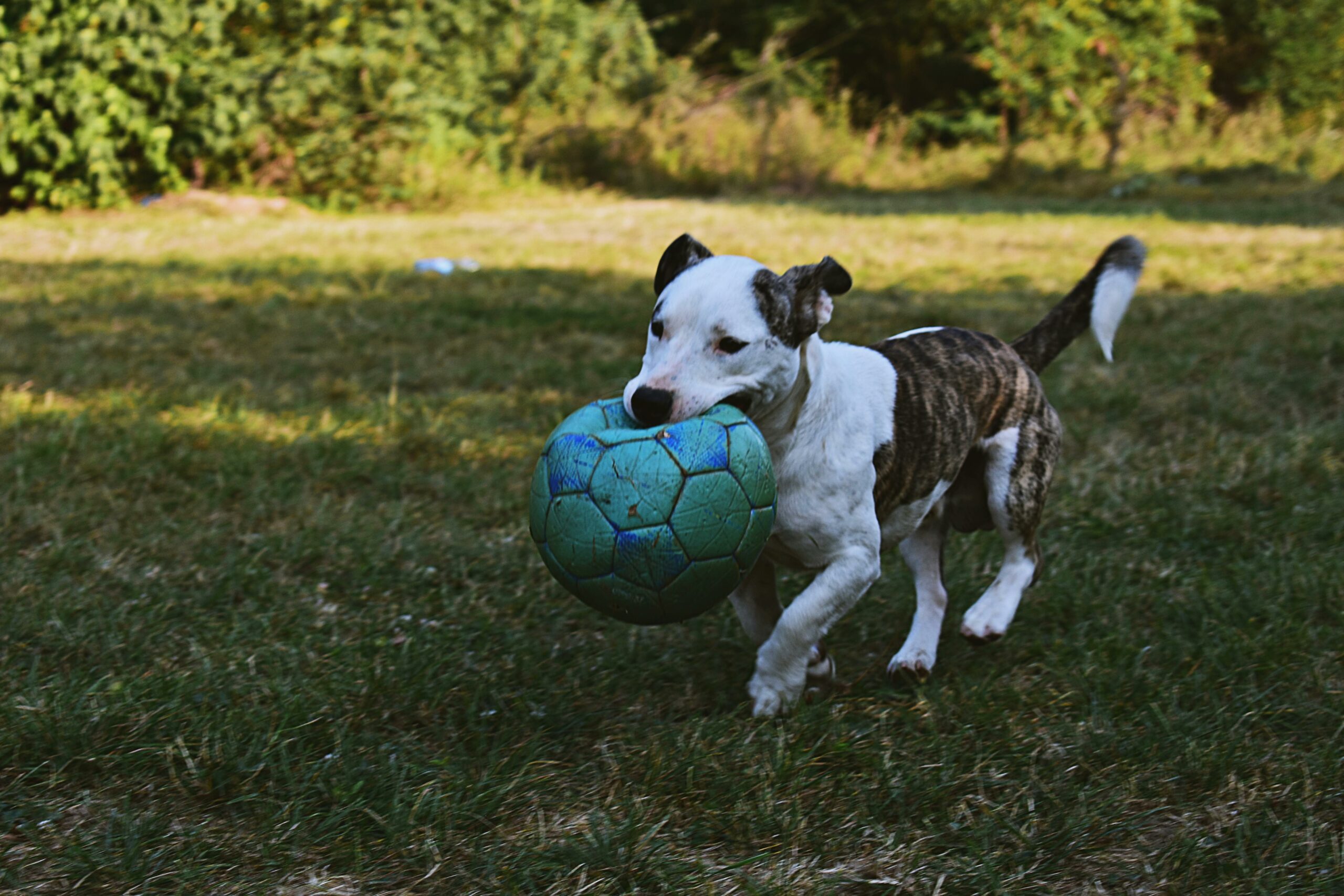 Atlanta pet insurance