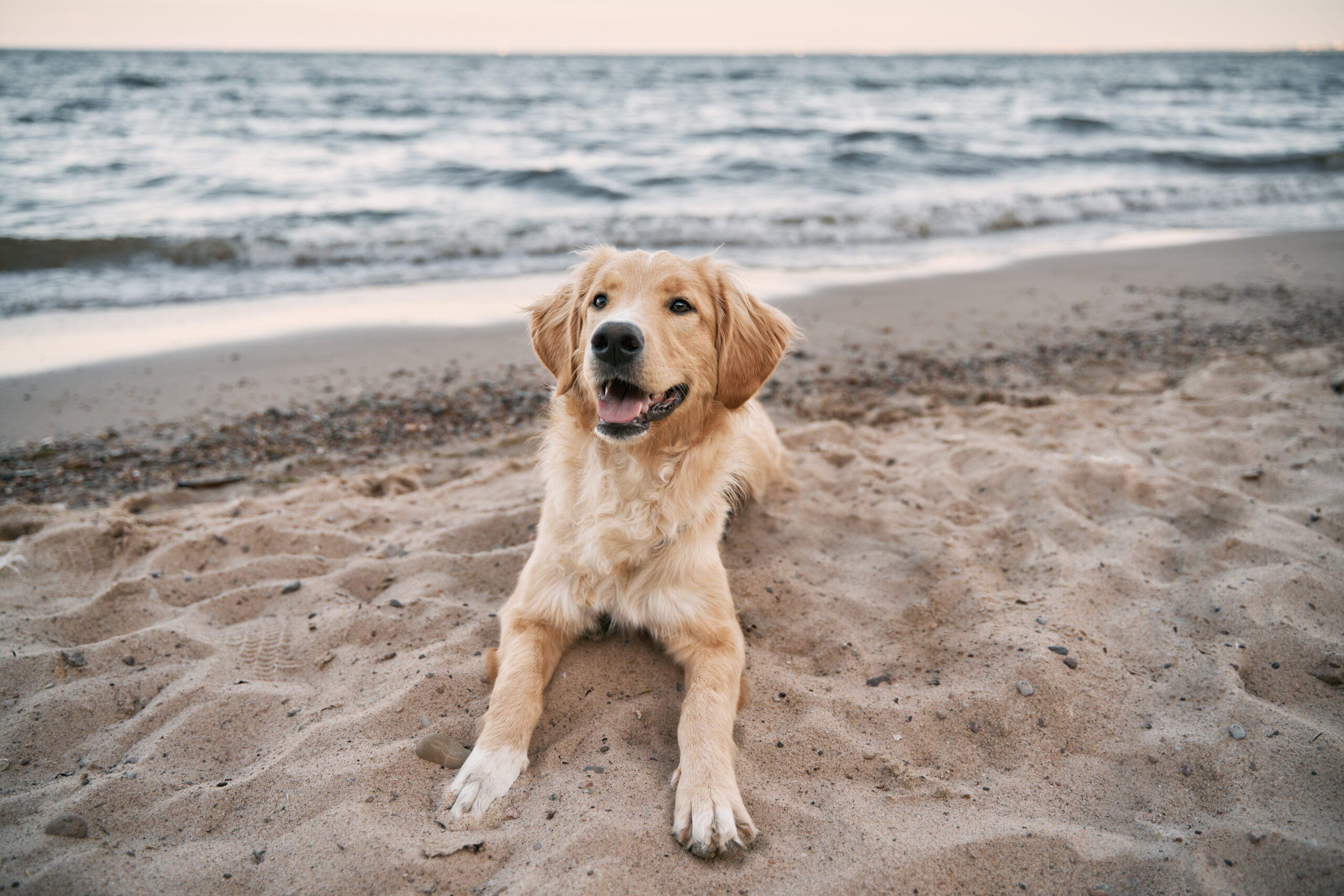 Babylon town pet insurance