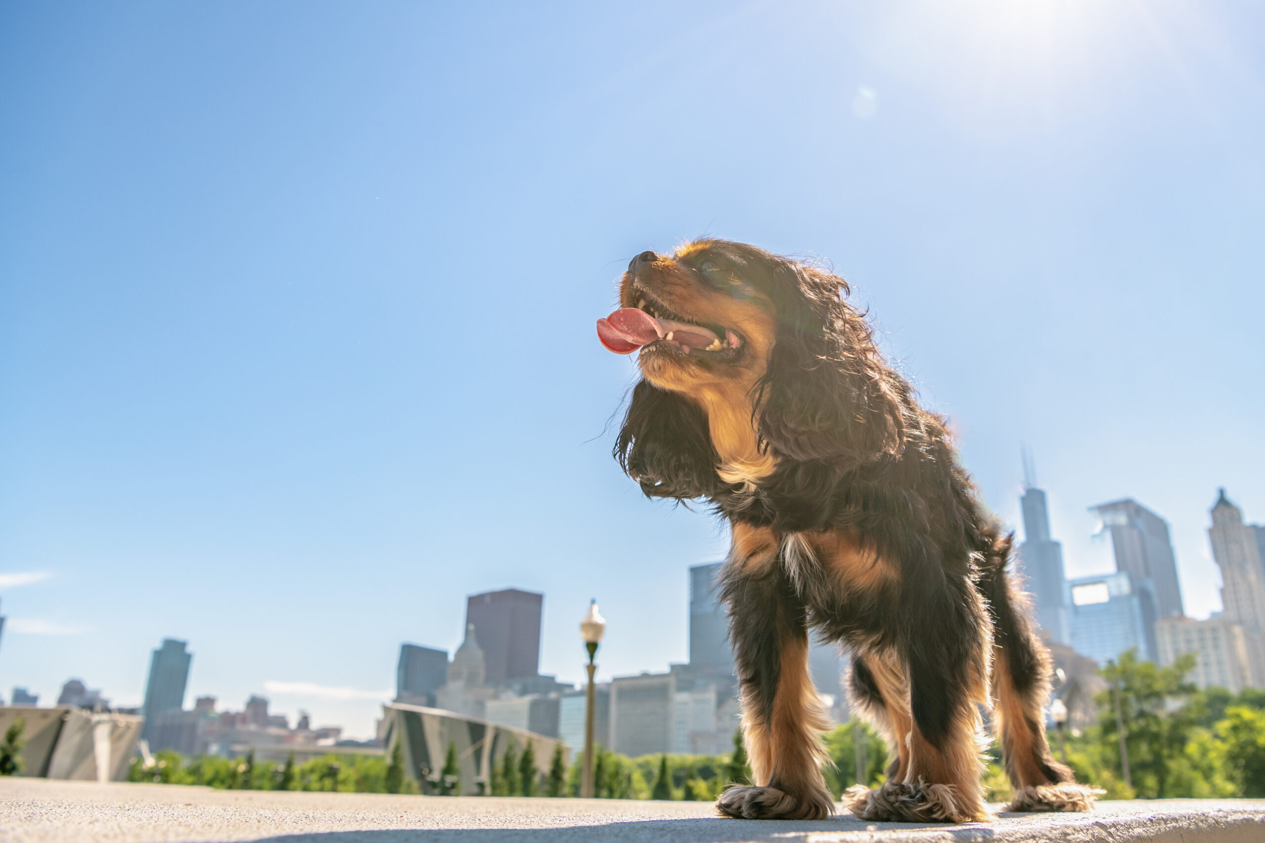 Chicago pet insurance
