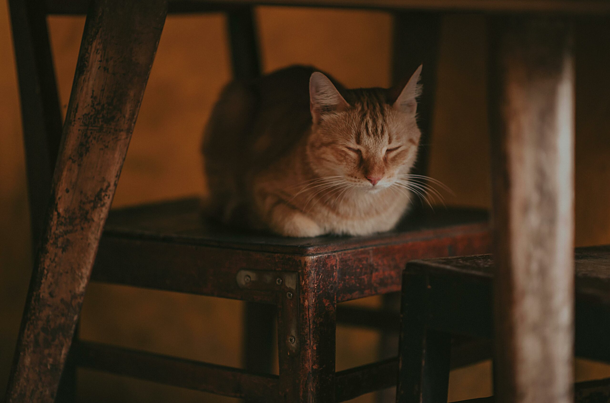 Huntington pet insurance