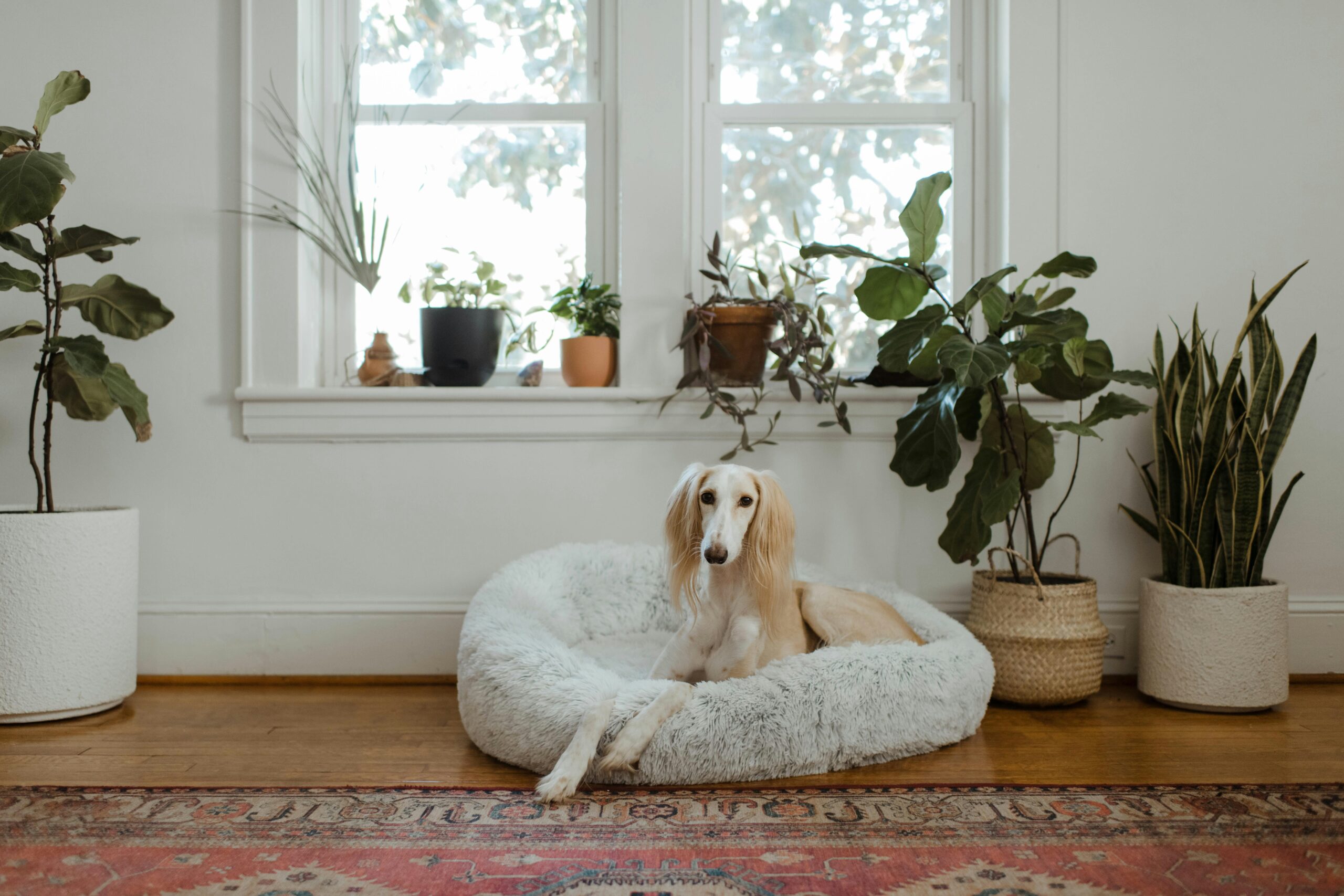 Long Beach pet insurance
