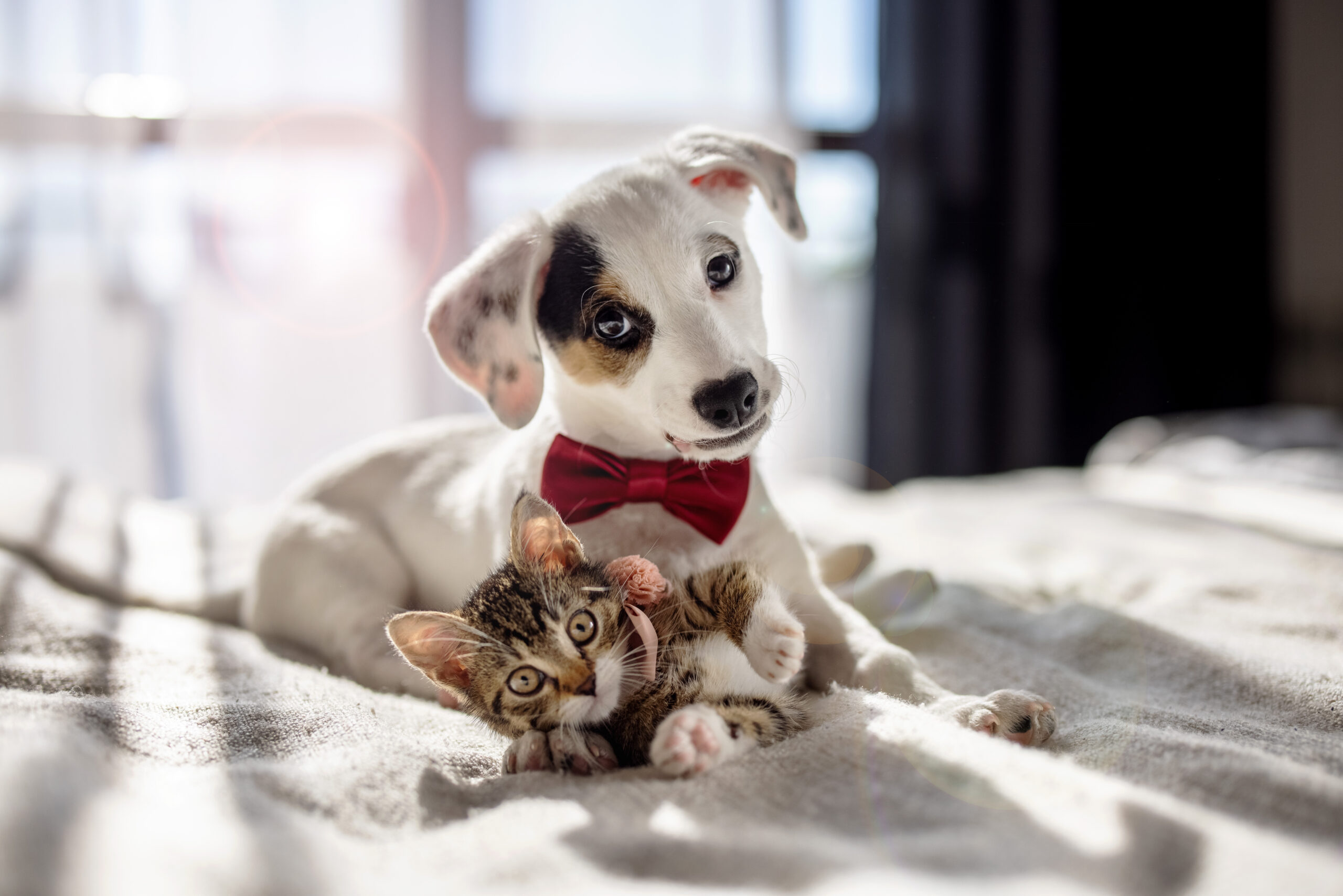 Richmond pet insurance