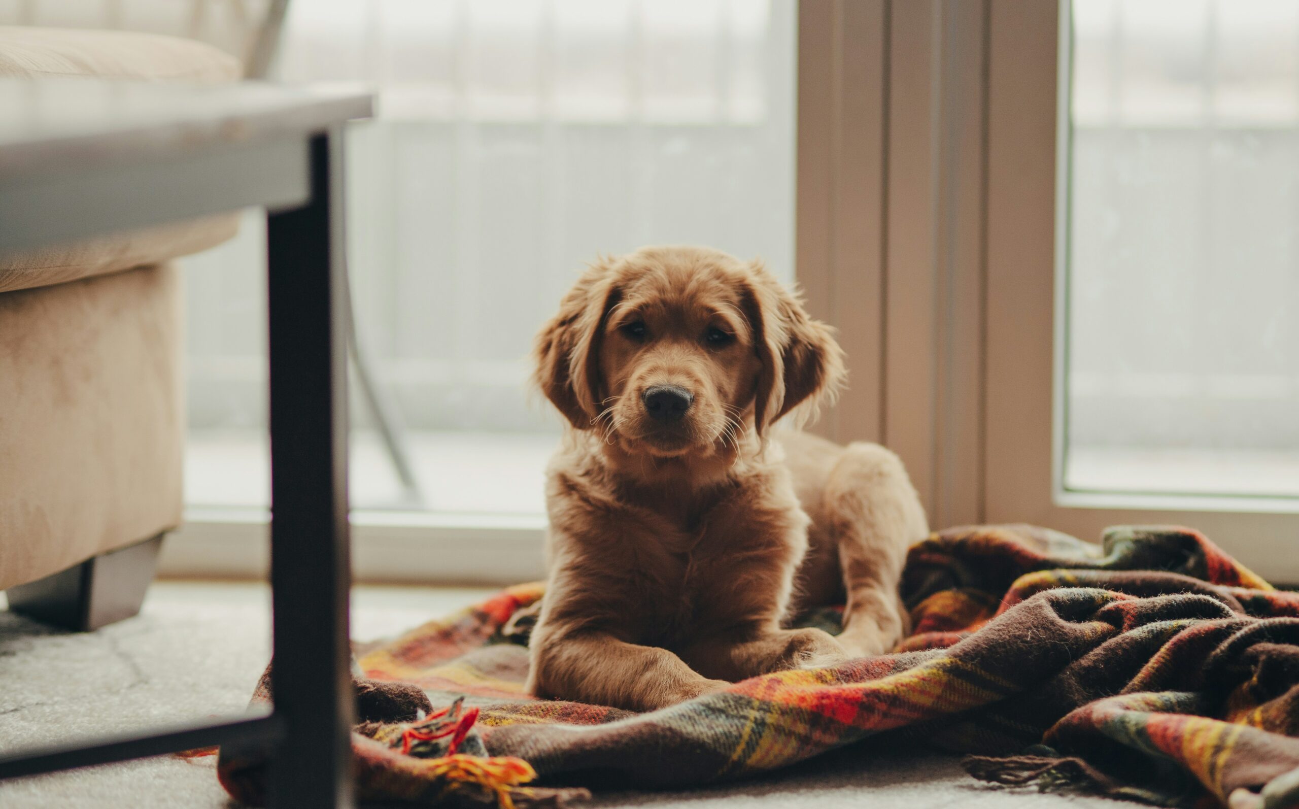 Sandy Springs pet insurance