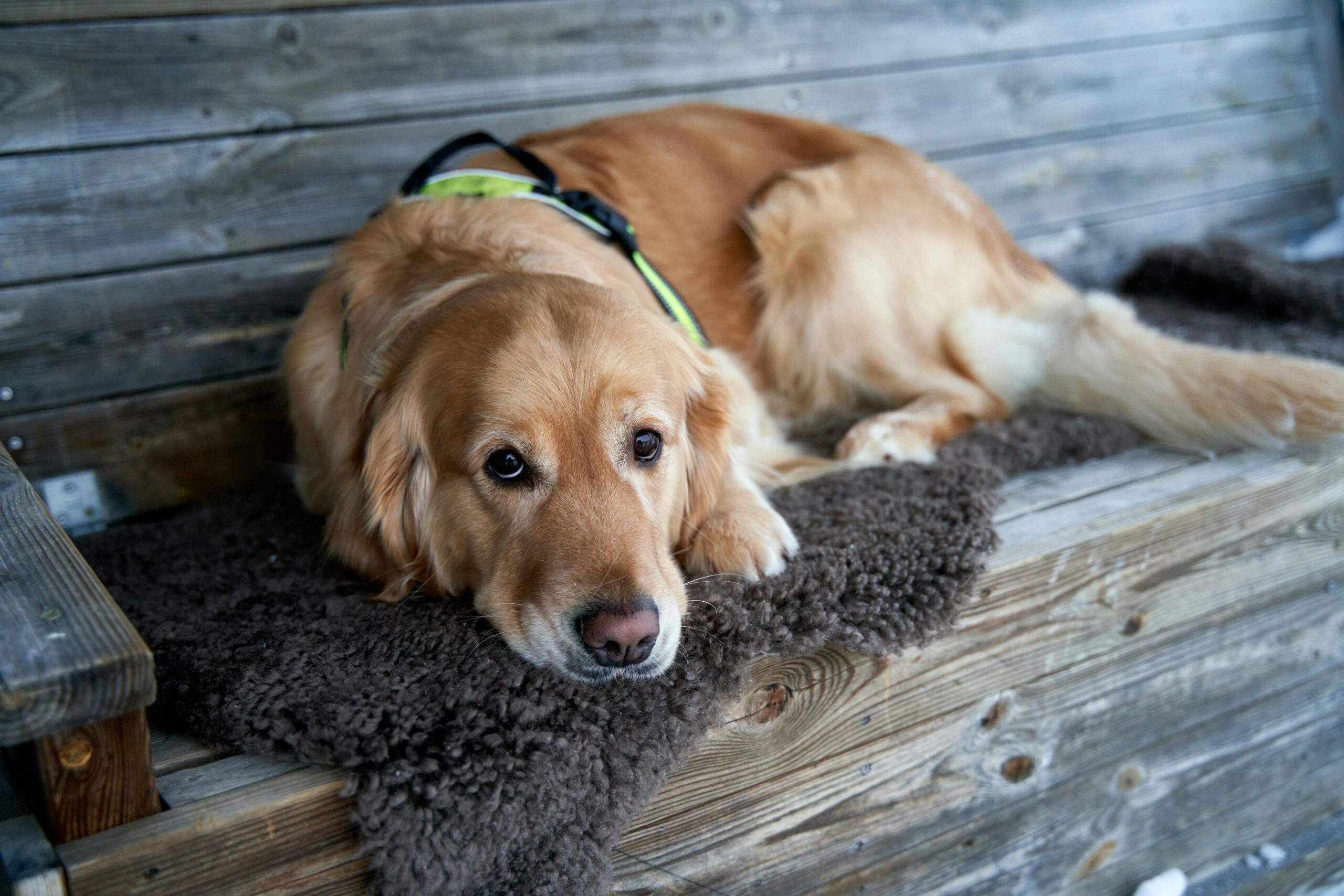 Spokane Valley pet insurance
