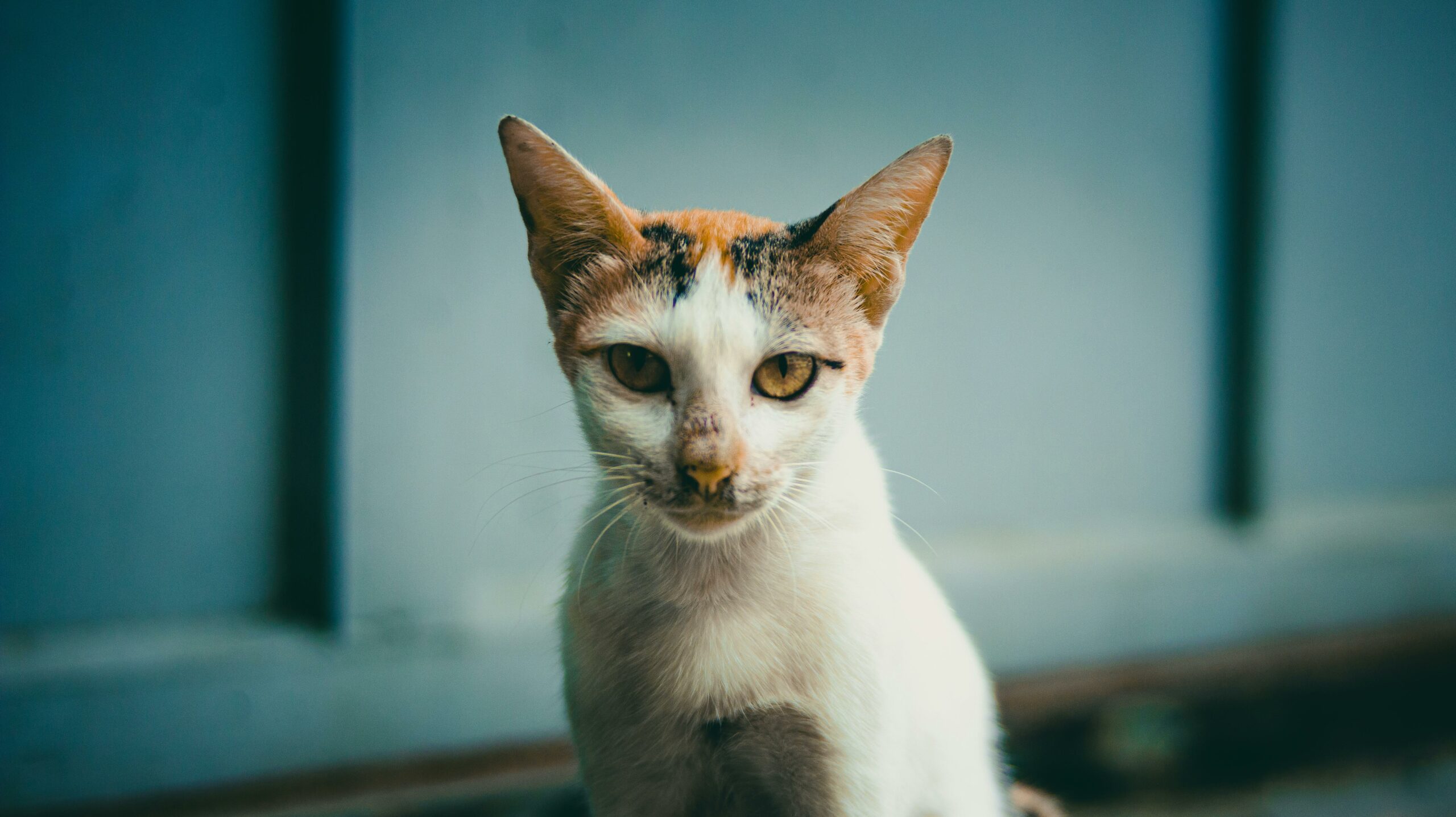 Tacoma pet insurance