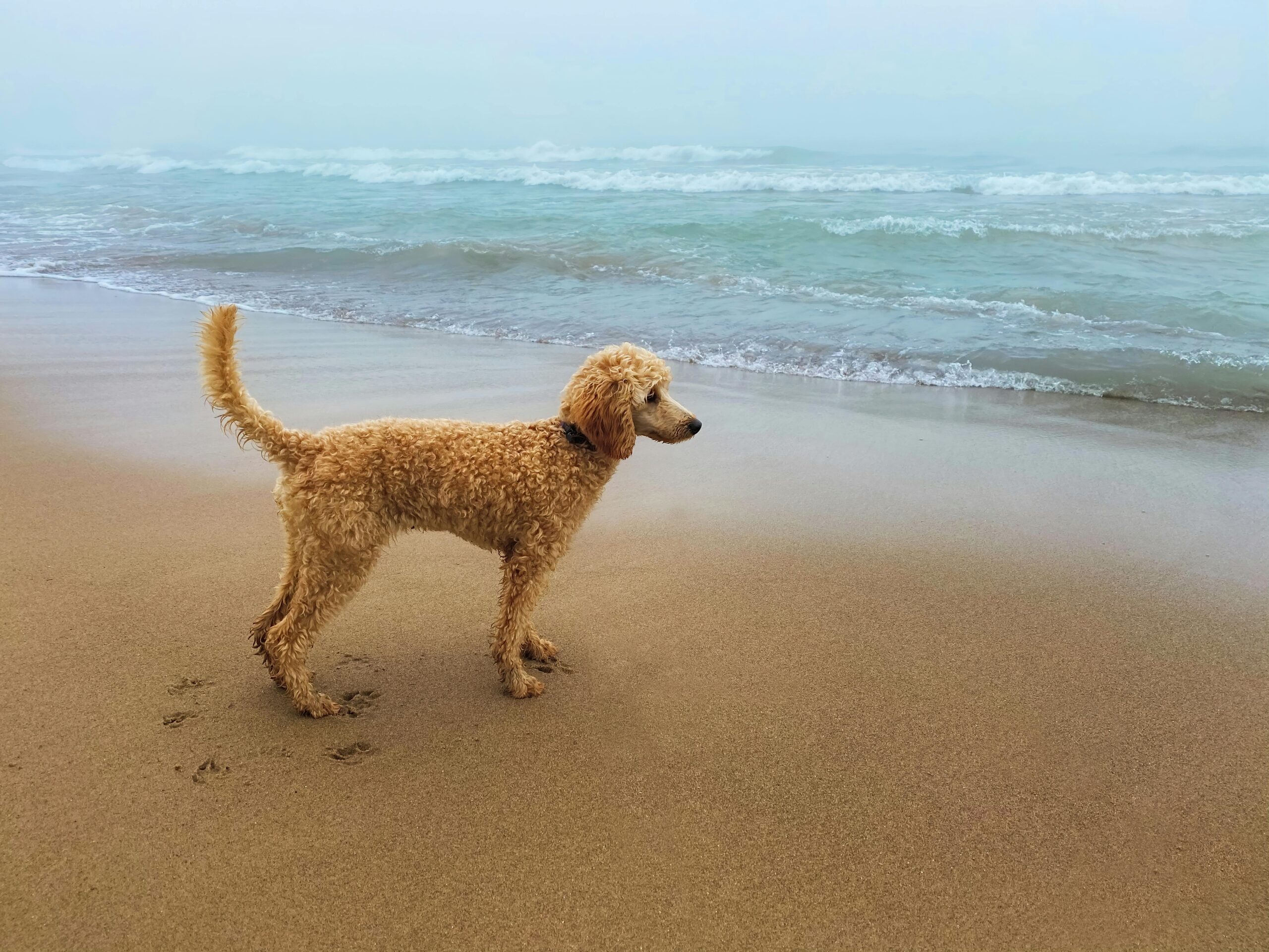 Tampa pet insurance