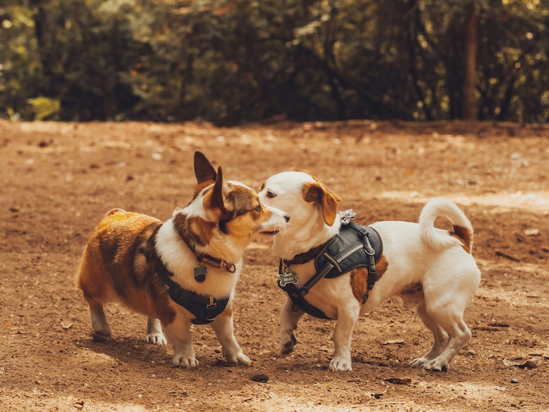 Just two B.F.F.'s (best fur friends) having fun at the dog park.
