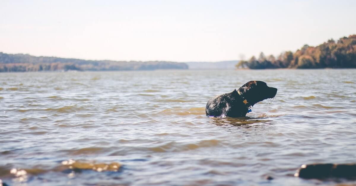 pet-insurance-in-indiana-coverage-by-lemonade