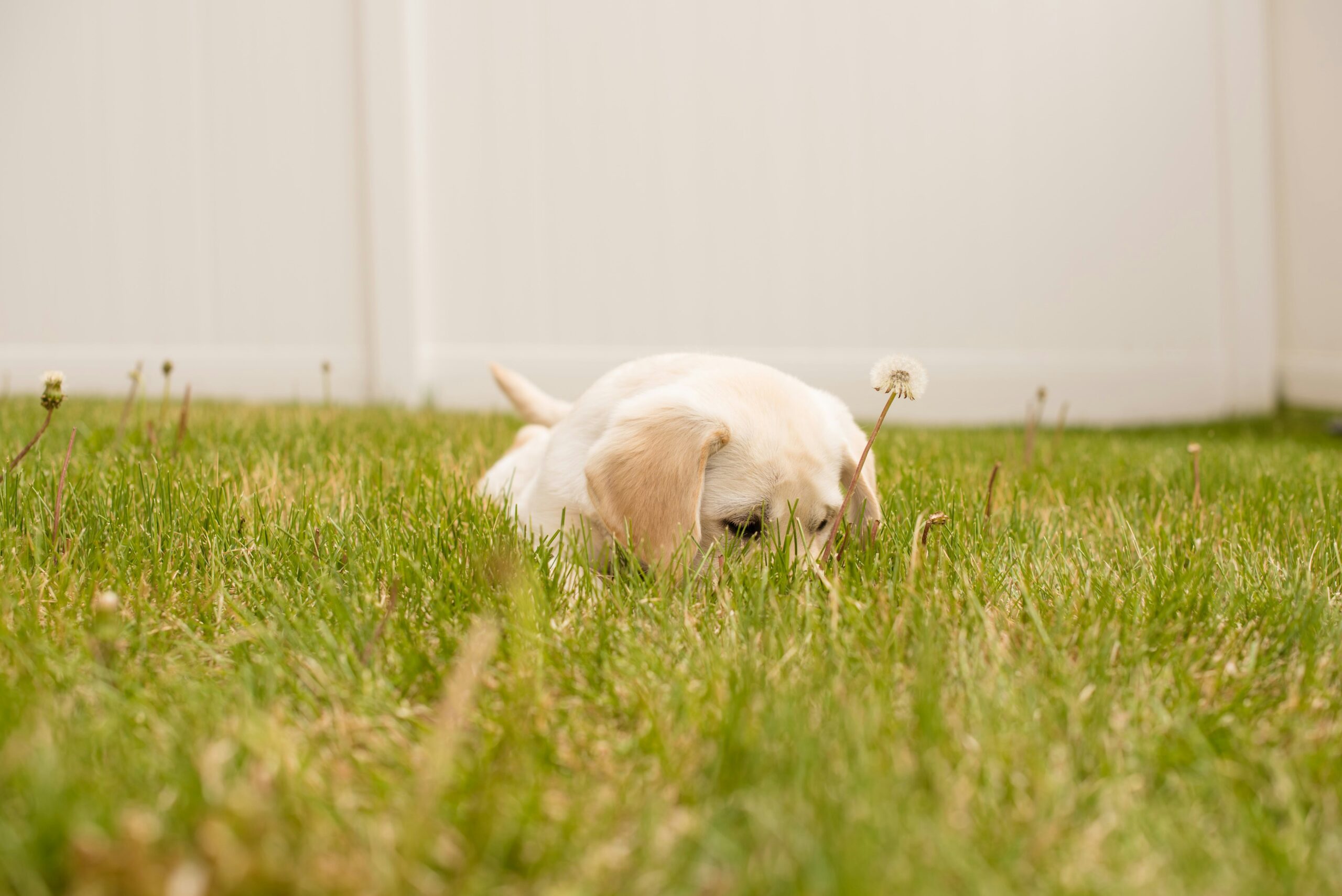 why is my puppy sneezing so much