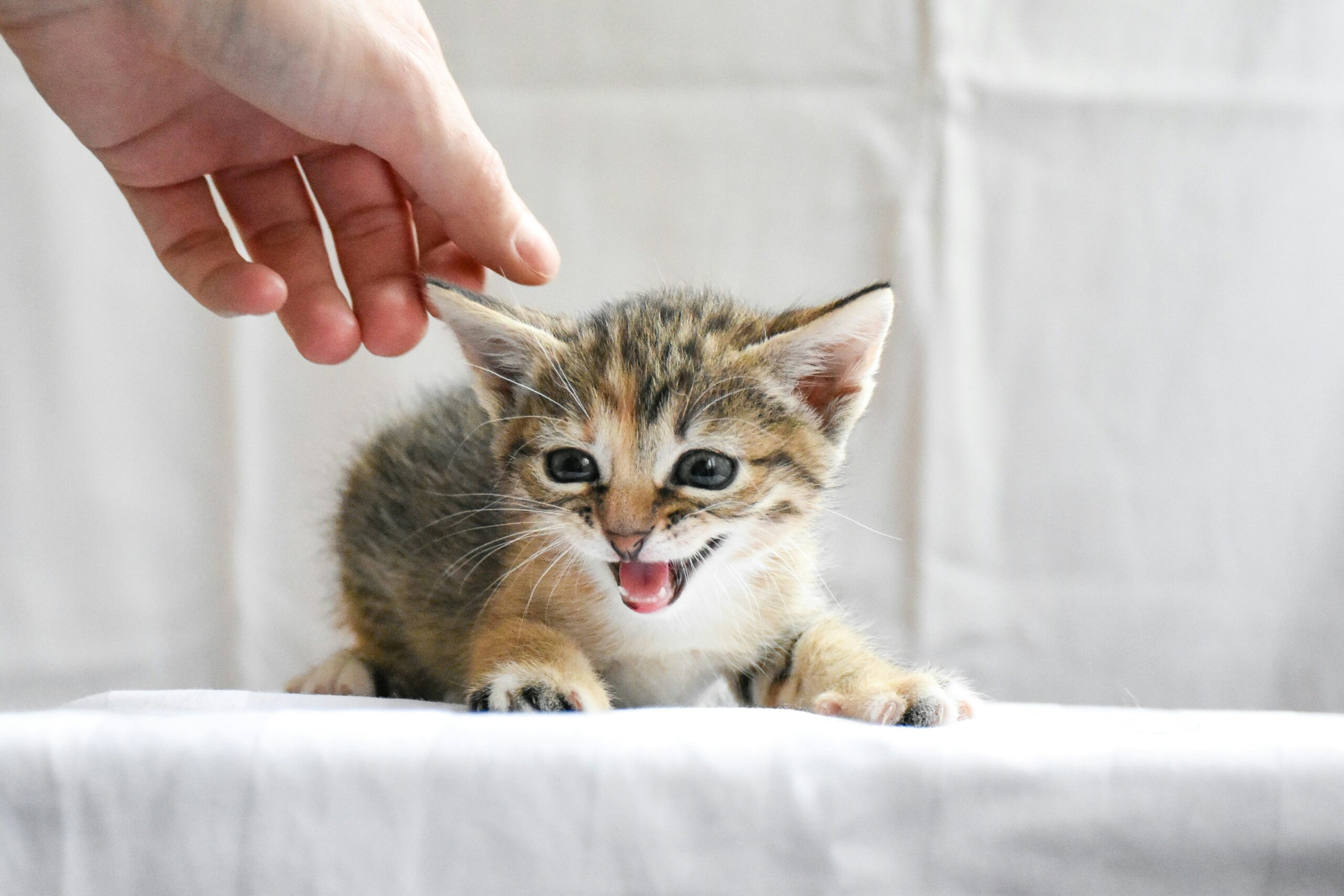 Why Is My Kitten Purring So Much?