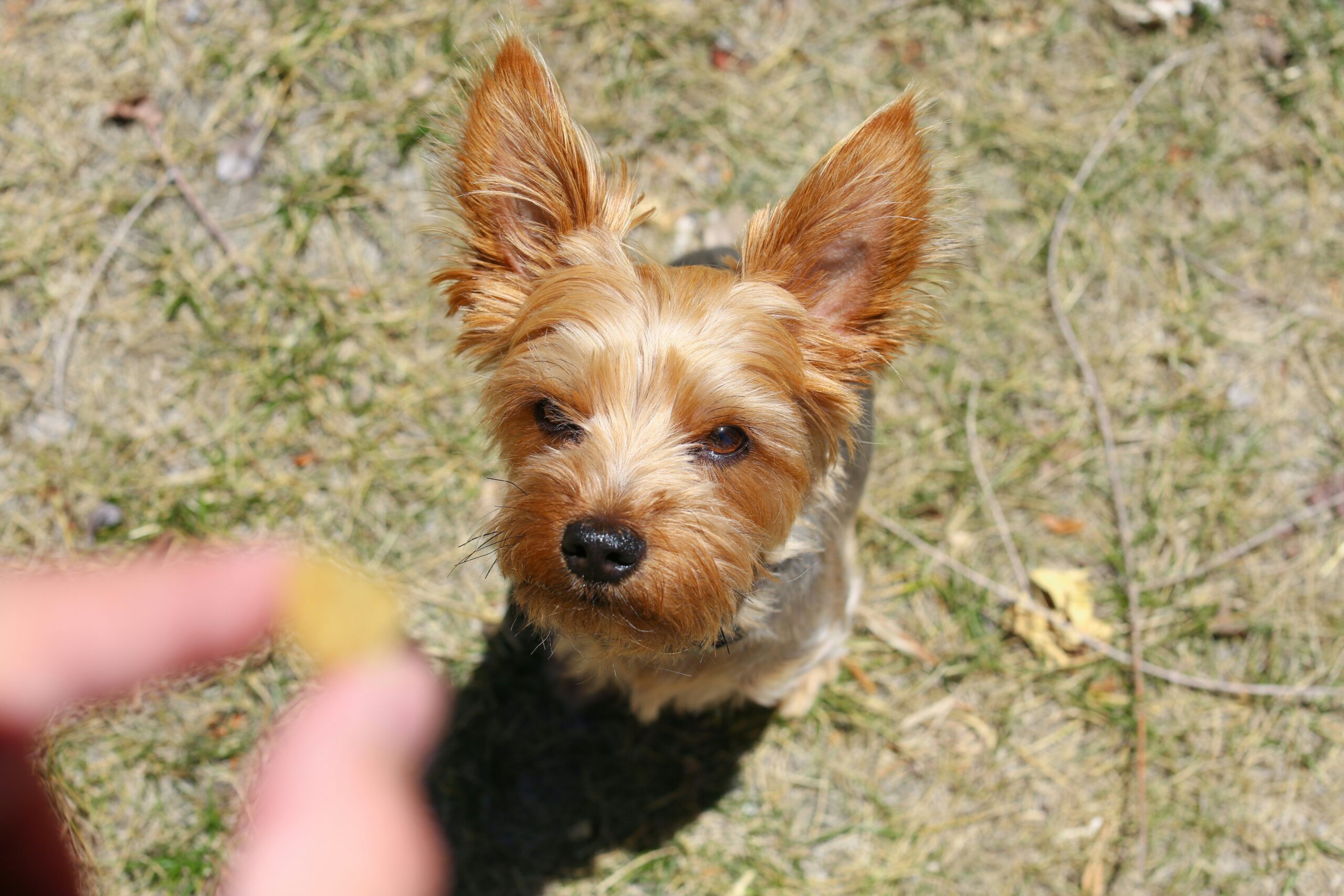 Dog Commands