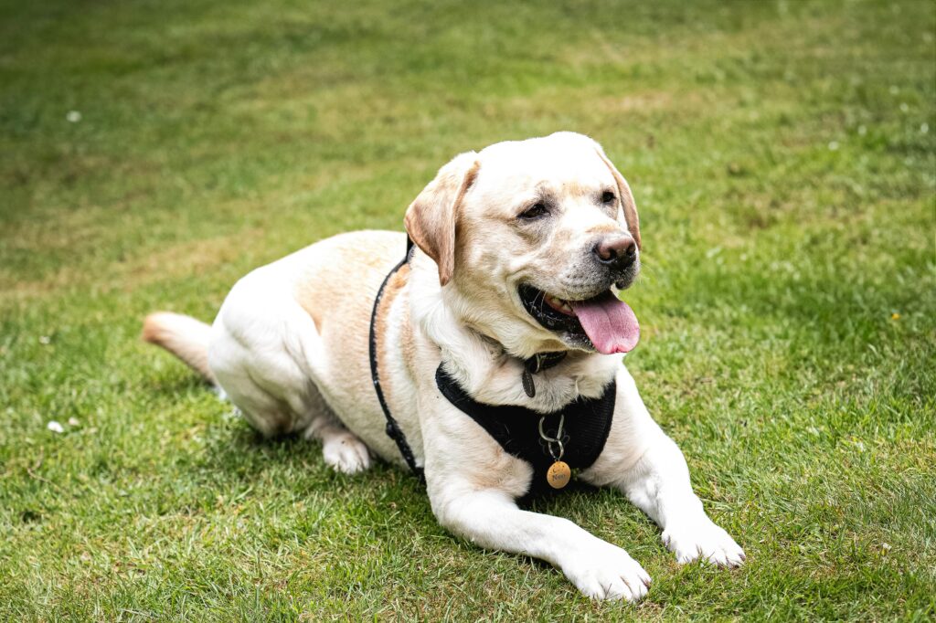The down command creates calm, controlled behavior and can defuse potentially dangerous situations.