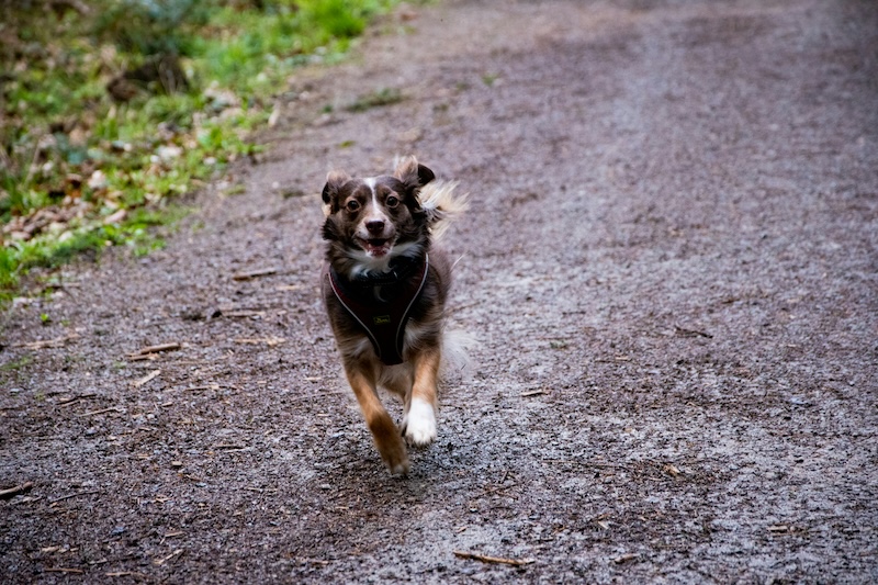 A reliable recall command can literally save your dog's life by getting them away from danger immediately.