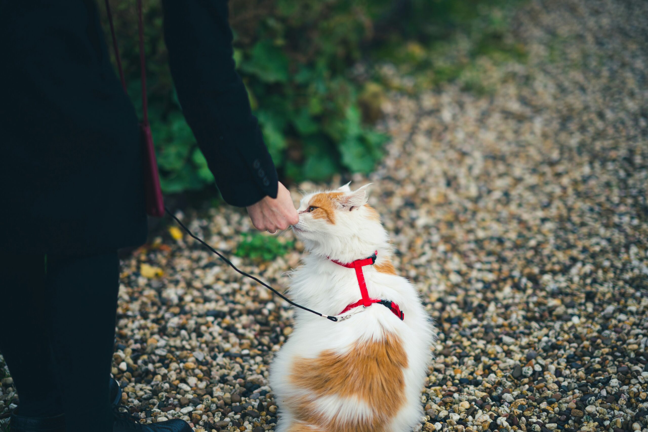 cat training