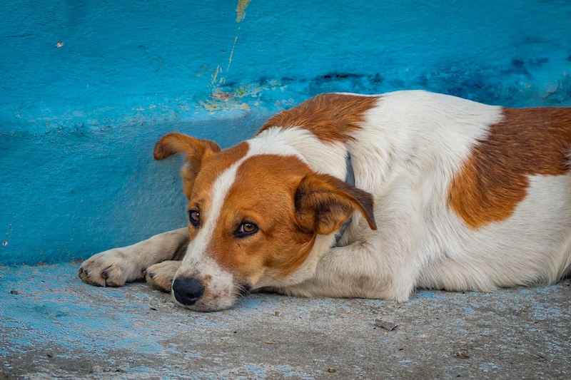 color dog names
