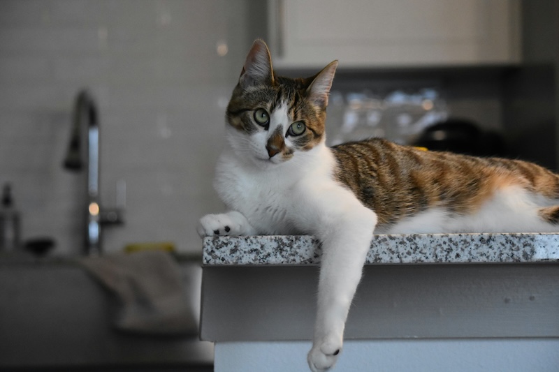 Curb your cat's counter surfing 