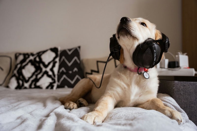 musical dog names