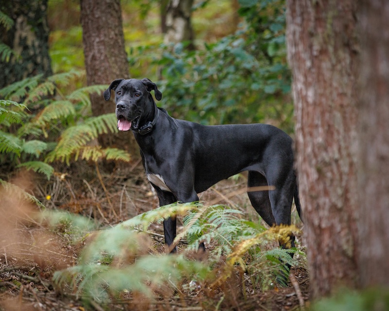 nature dog names