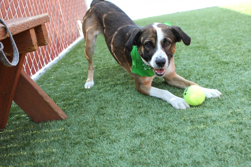 This pup is demonstrating a play bow, showing he's ready to have fun! 