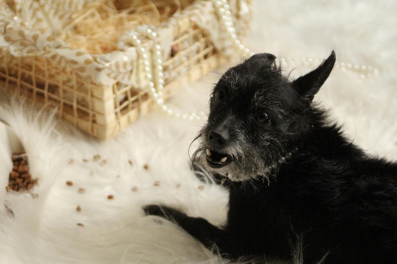 precious stones and metals dog names